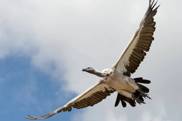 Abutre Preto Branco Voando Céu — Fotografia de Stock
