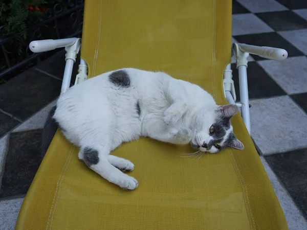 고양이 테라스에 의자에 — 스톡 사진