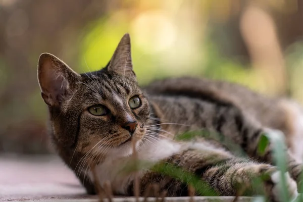 Eine Selektive Fokusaufnahme Einer Schönen Katze Die Auf Dem Boden — Stockfoto