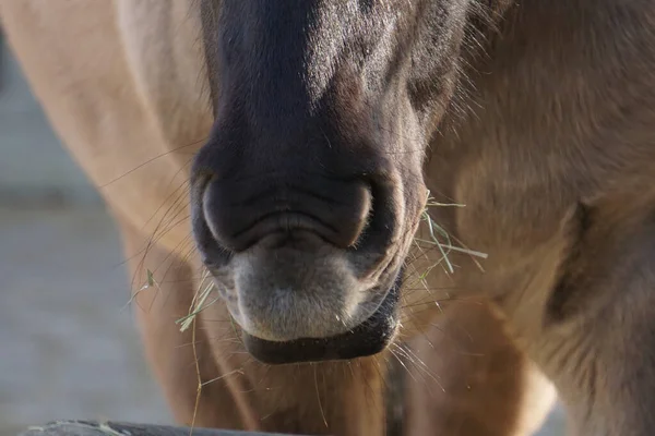 Tiro Perto Cavalo Zoológico — Fotografia de Stock