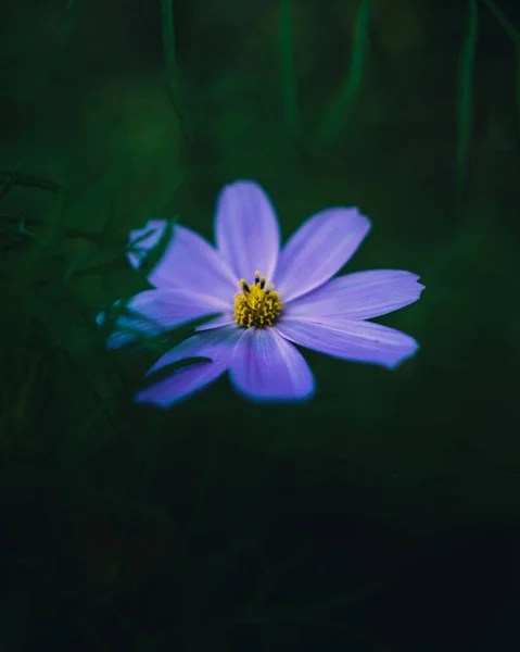Eine Nahaufnahme Einer Kosmosblume — Stockfoto