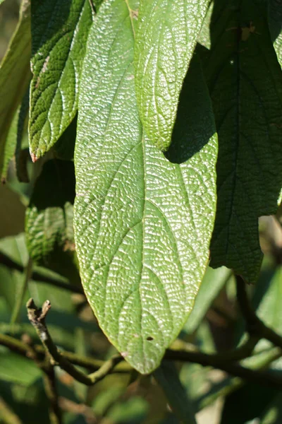 Detailní Záběr Zelené Rostliny — Stock fotografie