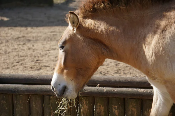 Primer Plano Caballo Zoológico —  Fotos de Stock