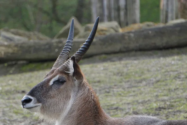 Gros Plan Cerf Dans Zoo — Photo