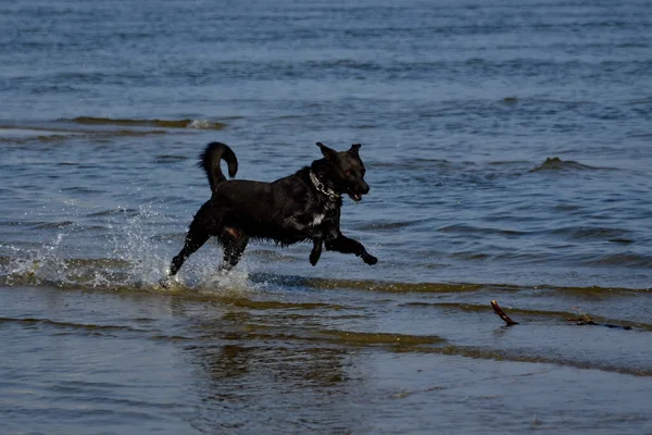 Ein Hund Läuft Durch Stöckchen Strand Holen — Stockfoto