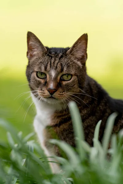 緑の目の美しい猫の選択的フォーカスショット — ストック写真