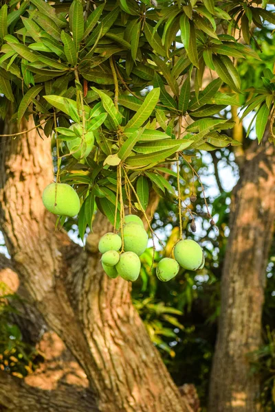 Vertikal Bild Mognande Mango Trädet — Stockfoto