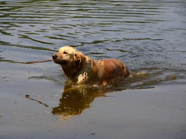 Лабрадор Ретривер Собака Плаває Палицею Виймає Води — стокове фото
