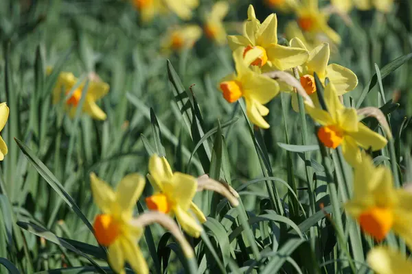 Primer Plano Narciso Florecer Jardín — Foto de Stock