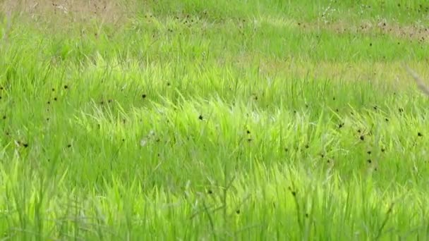 Hierba Verde Jardín — Vídeos de Stock