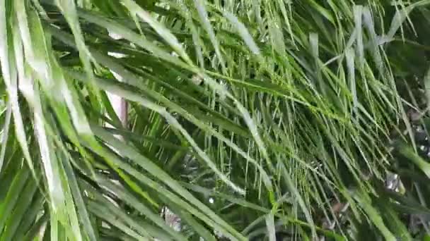 Grüne Blätter Von Palmen Die Wind Wehen — Stockvideo