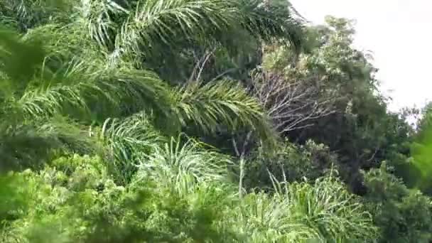 Groene Bladeren Van Palmbomen Die Zwaaien Door Wind — Stockvideo