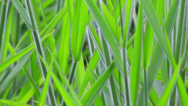 緑の草の質感の背景 — ストック動画