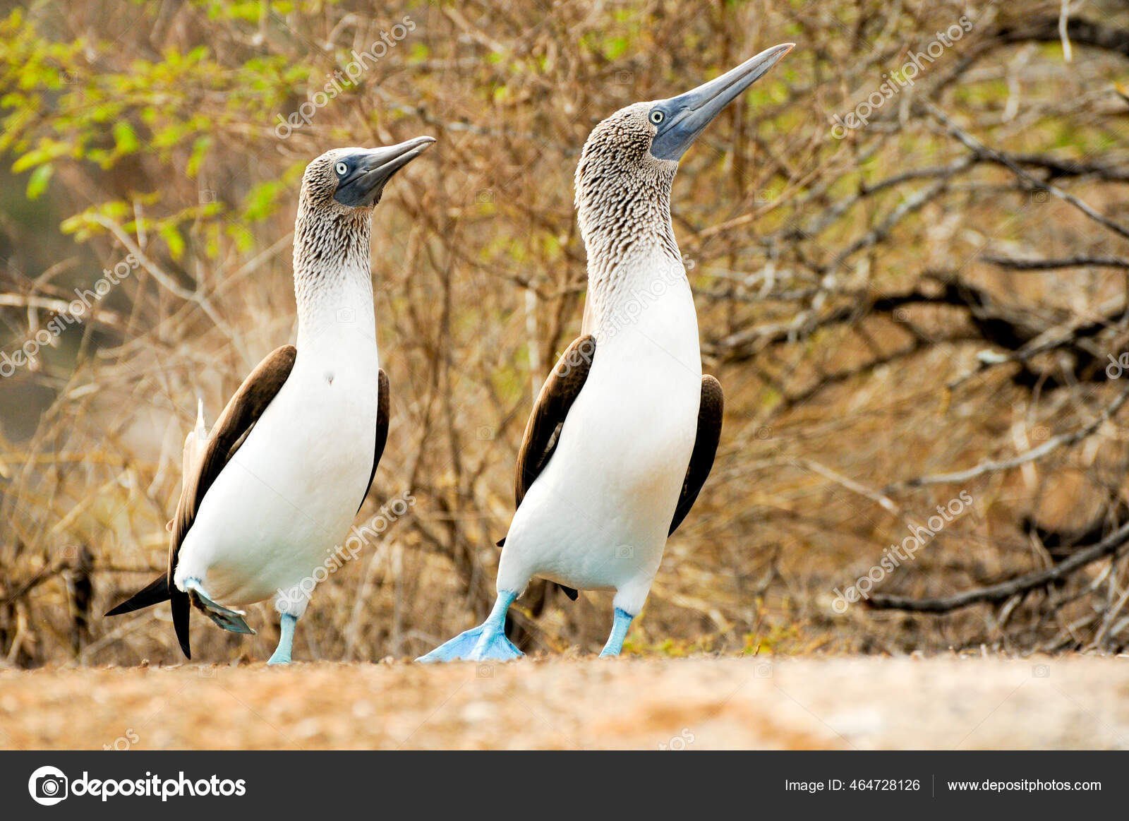 Galapagos Island Blue Footed Boobie Bird Pair Stock Photo by ©Wirestock
