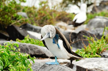 galapagos island blue footed boobie posing for the camera clipart