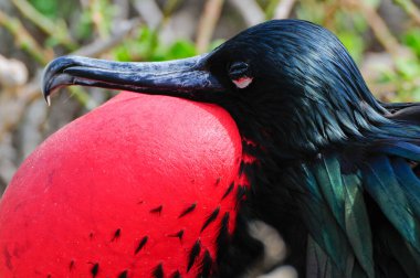 galapgagos island red throated frigate birds during mating season clipart