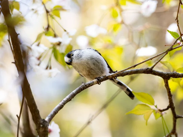 Long Tailed Tit Perched Tree Branch — 스톡 사진