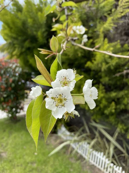 Gros Plan Lys Blancs Délicats Liliaceae Sur Une Branche Dans — Photo