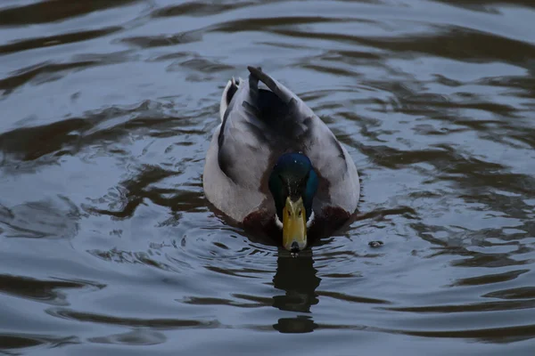 Closeup Male Mallard Floating Water — Stock Photo, Image