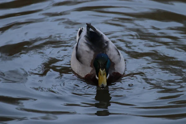 Een Close Van Een Mannelijke Wilde Eend Drijvend Het Water — Stockfoto