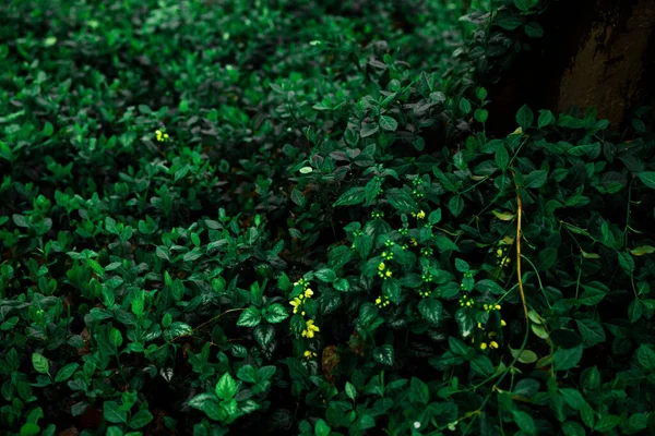 长满生机勃勃的绿叶和黄色花朵的大灌木丛 — 图库照片