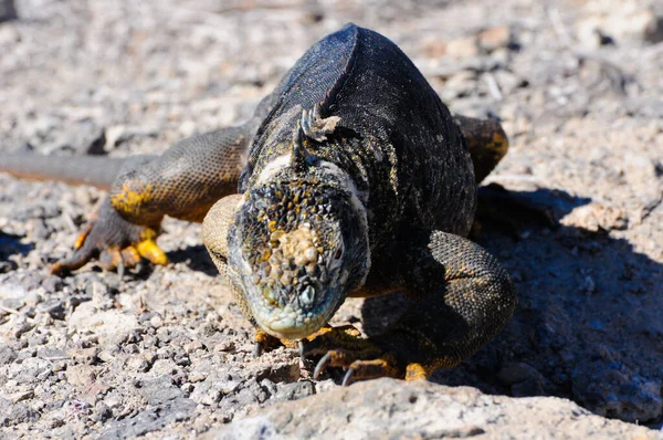 加拉帕戈斯群岛鬣蜥的自然栖息地 — 图库照片