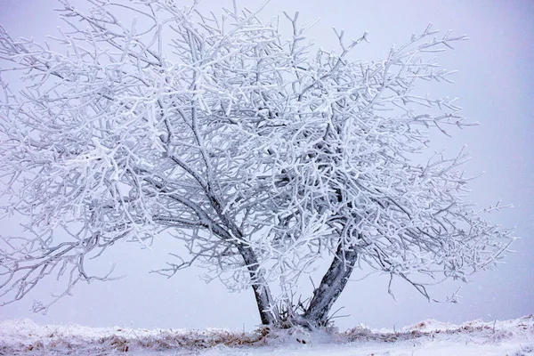Majestuoso Árbol Cubierto Nieve Después Una Ventisca — Foto de Stock