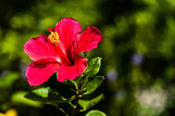 Güneş Işığındaki Hassas Bir Çin Ambarının Hibiscus Rosa Sinensis Yakın — Stok fotoğraf