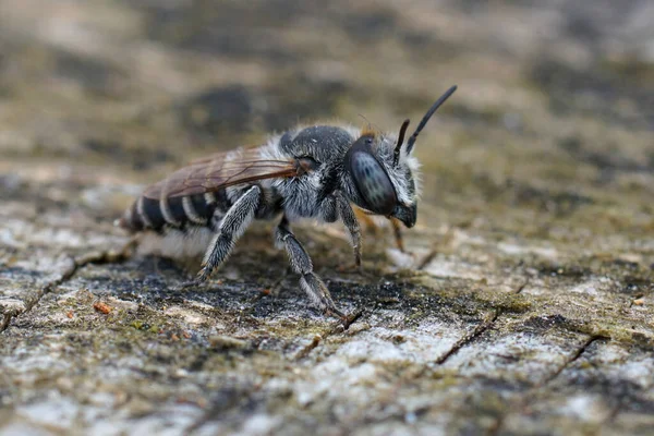 Nahaufnahme Einer Biene Auf Baumrinde — Stockfoto
