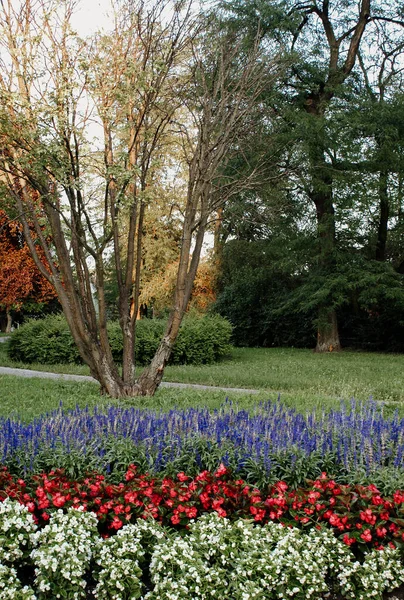 Vertikale Aufnahme Eines Weges Park Umgeben Von Bäumen Und Blumen — Stockfoto