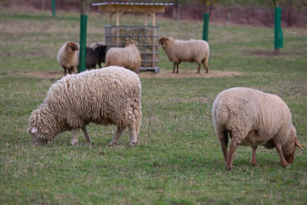 Får Med Horn Racke Får Ovis Bete Och Livnär Sig — Stockfoto