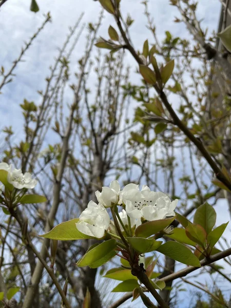 Низкоугольный Снимок Нежных Белых Лилий Liliaceae Ветвях Ясном Небе — стоковое фото