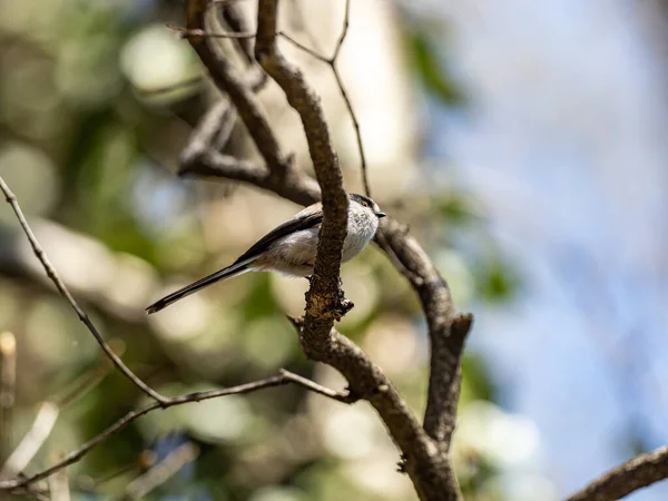 Длиннохвостая Синица Села Ветку Дерева — стоковое фото