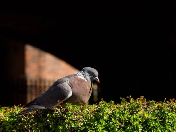 Piccione Seduto Godendo Sole Primaverile — Foto Stock