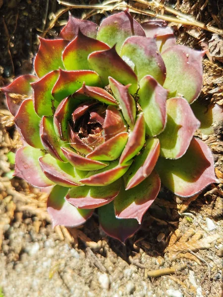 Κάθετη Βολή Λουλουδιού Crassulaceae Που Φυτρώνει Στο Έδαφος — Φωτογραφία Αρχείου