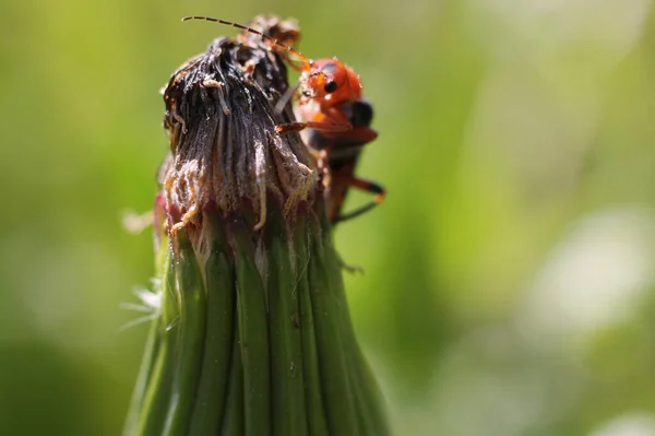 Een Macro Van Een Rode Parasiet Een Plant Een Wazig — Stockfoto