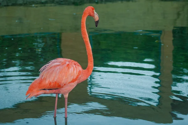 Tiro Close Flamingo Rosa Fundo Água Azul — Fotografia de Stock