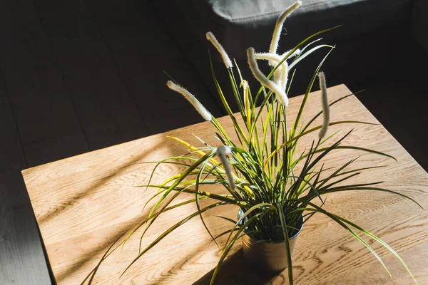 Decoração Casa Escritório Planta — Fotografia de Stock