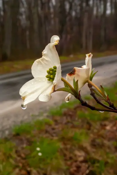 Belo Tiro Flores Brancas Com Gotas Orvalho Galho Árvore — Fotografia de Stock