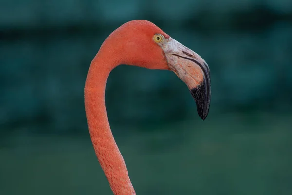 Een Close Shot Van Een Roze Flamingo Een Blauwe Waterachtergrond — Stockfoto