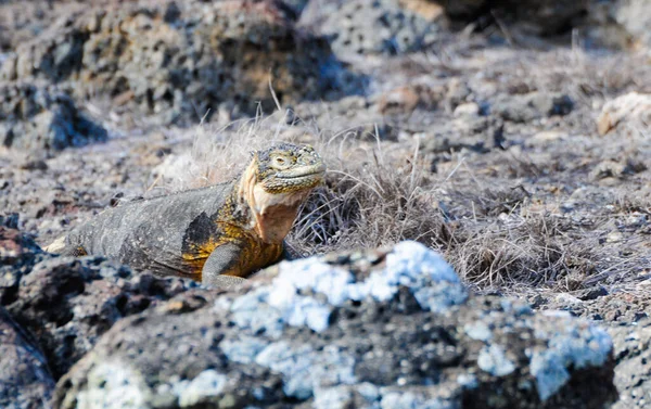 Iguana Las Islas Galápagos Hábitat Natural —  Fotos de Stock