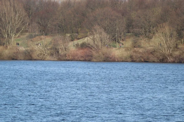 Une Vue Sur Terrain Boisé Sans Feuilles Bord Lac — Photo