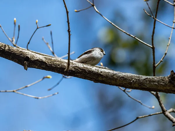 Long Tailed Tit Perched Tree Branch — Stock fotografie