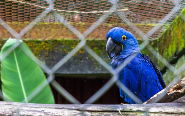 一只可爱的 充满活力的蓝鹦鹉站在笼中的树枝上 旁边有一片叶子 — 图库照片