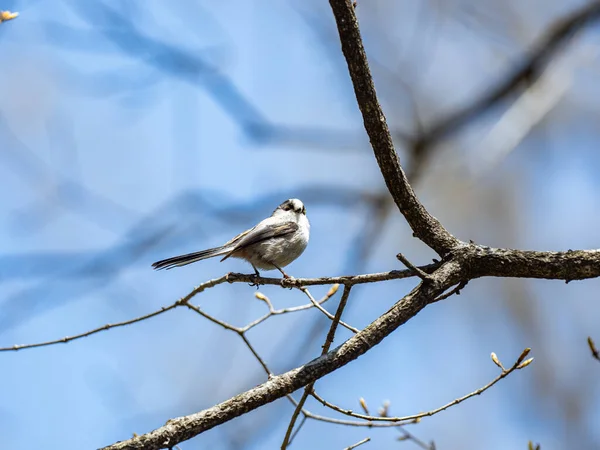 Long Tailed Tit Perched Tree Branch — Stok fotoğraf