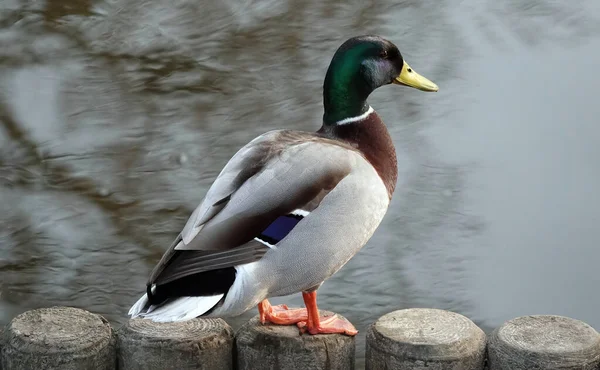 Closeup Shot Wild Duck — Stock Photo, Image