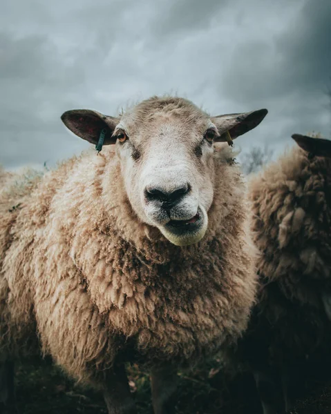 Bílá Chlupatá Ovce Pod Zataženou Oblohou — Stock fotografie