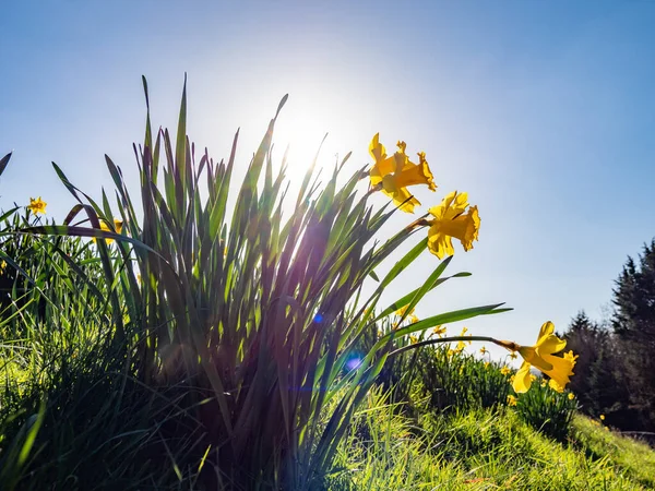 Яркое Весеннее Солнце Желтыми Нарциссами — стоковое фото