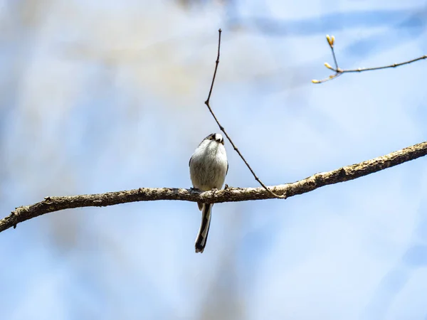 Long Tailed Tit Perched Tree Branch — Foto de Stock