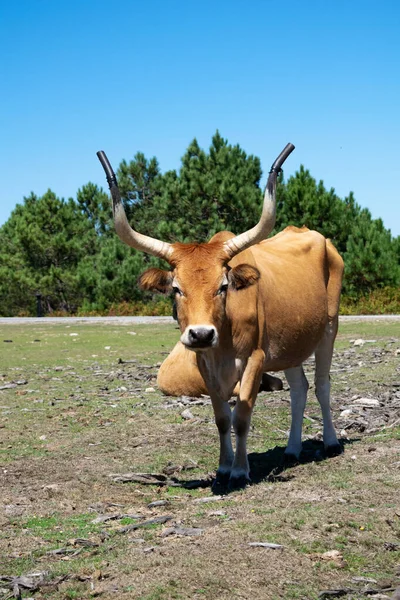 Portret Van Een Bruine Koe Met Grote Hoorns Galicië Spanje — Stockfoto